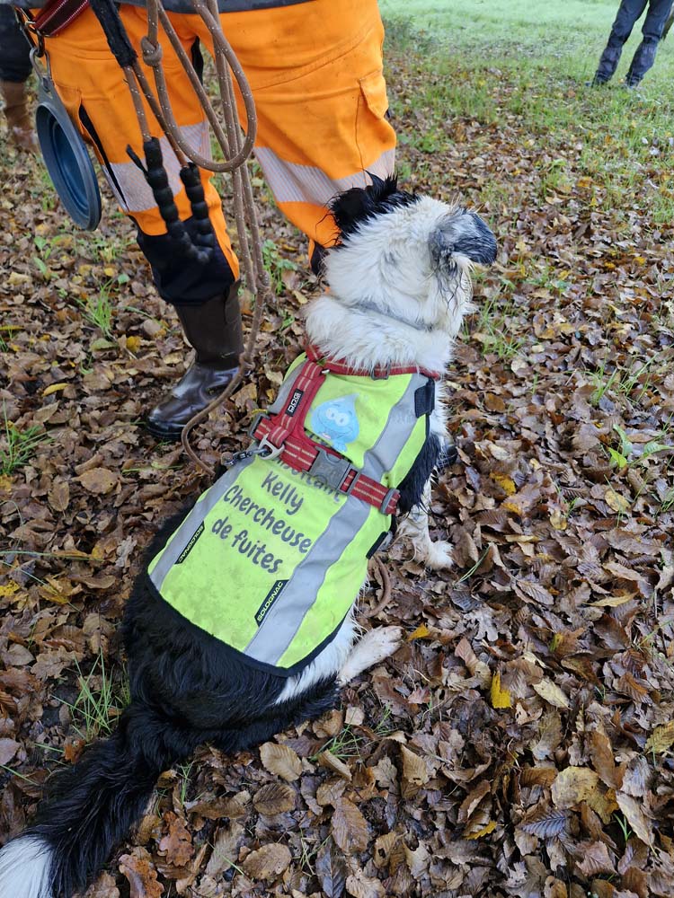 Recherche de fuites canines